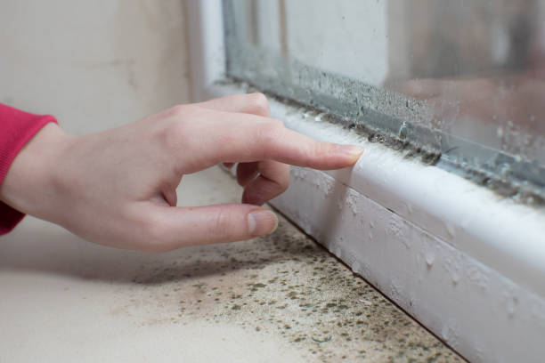 Best Dehumidification Services  in Springville, UT