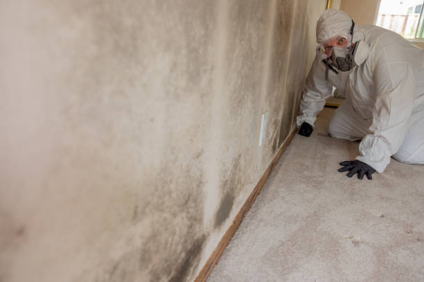Best Forensic Mold Investigation  in Springville, UT